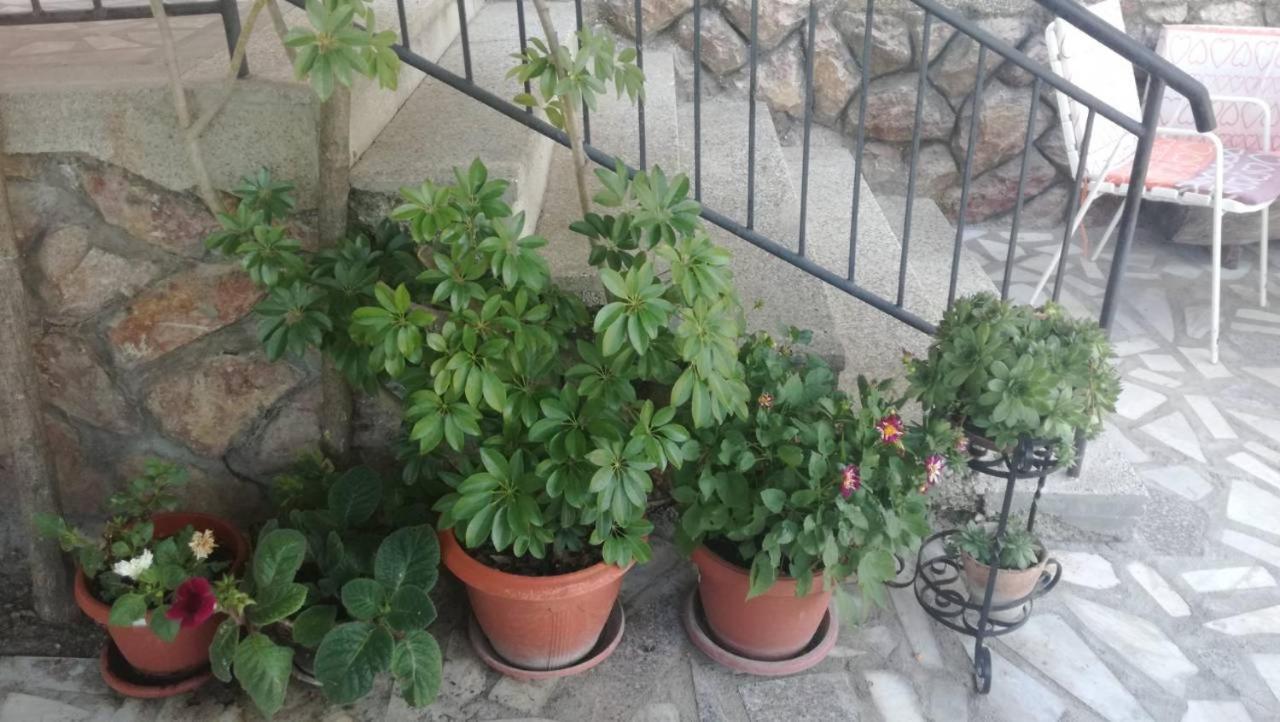 Guesthouse Zimovski Pestani Exterior photo